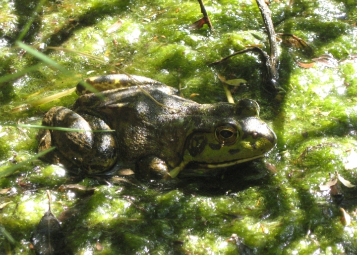 American Bullfrog